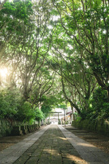 新緑の酒列磯前神社の樹叢