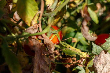 Tomatoes grow in the yard of the house
