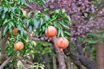 ザクロの実の収穫