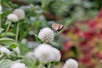 白いセンニチコウの蜜を吸うセセリチョウ
