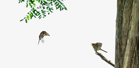 bird on a branch