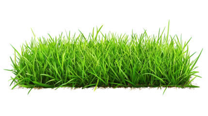Lush green grass with vibrant blades creates natural and refreshing landscape element, perfect for enhancing outdoor scenes or garden designs