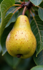 緑の葉を持つ木の枝に熟した黄色の梨