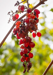 Overripe grapes, a symbol of aging, old age. Sweet and wrinkled.