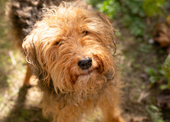 Adult Welsh terrier, overgrown dog before coat trimming