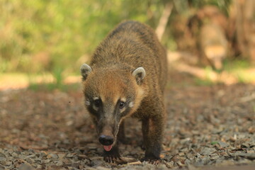 Coati Salvaje en el Parque Nacional Iguazu, Argentina 