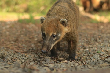 Coati Salvaje en el Parque Nacional Iguazu, Argentina 