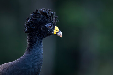 Great curassow (Crax rubra), male portrait, close up, Costa Rica