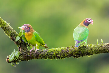 Two Brown-hooded parrot (Pyrilia haematotis) perched on a branch with moss, Costa Rica.