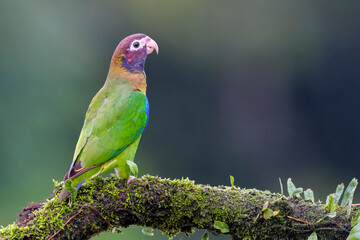 Brown-hooded parrot (Pyrilia haematotis) perched on a branch, Costa Rica.