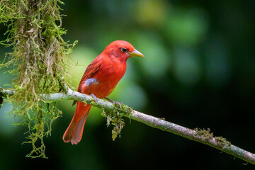 Summer Tanager (Piranga rubra) male perched on a branch, Costa Rica.
