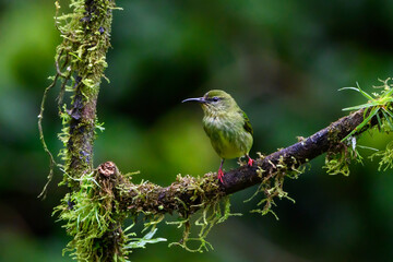 Red-legged Honeycreeper (Cyanerpes cyaneus) female perched in tree, Costa Rica.