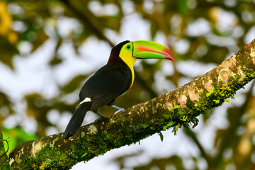 Keel-billed Toucan (Ramphastos sulfuratus) perched on a branch in tropical rain forest, Costa Rica.