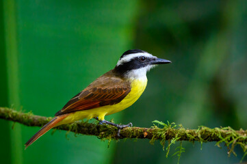 Great Kiskadee (Pitangus sulphuratus) perched on a branch, Costa Rica