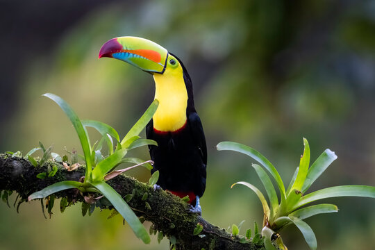 Keel-billed Toucan (Ramphastos sulfuratus) perched on a branch with moss and bromeliad, Costa Rica.