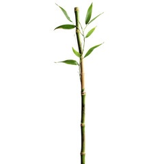 Bamboo: A single bamboo stalk with fresh green leaves. png, transparent background.