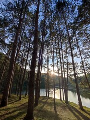PINE in the forest
