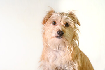 Small dog with light fur, sitting looking forward