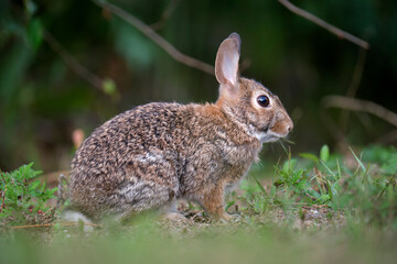 Grey small hare eating grass on summer field. Wild rabbit in nature
