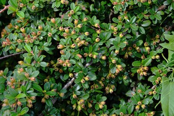 Decorative shrub for the garden - Horizontal Cotoneaster a species of low shrub of the rose family , grows in summer with unripe fruit.
