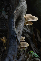 Wild mushroom Berkeley polypore  (Bondarzewia berkeleyi) growing on wood