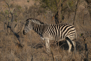 South Africa, wildlife animals safari Krüger National Park