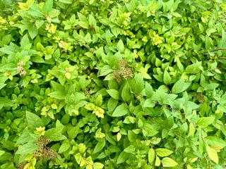green leaves background © actioncam-chiemgau