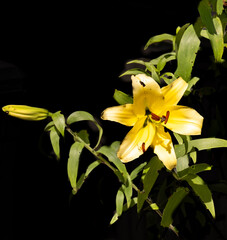 Gelbe lilie vor schwarzem Hintergrund