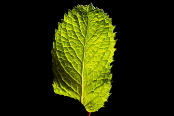 Grüne Blattunterseite vor schwarzem Hintergrund	