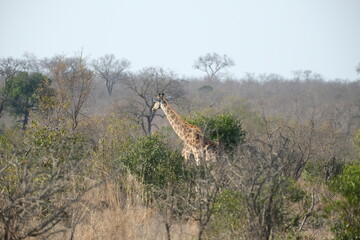 South africa, africa Cpe town, Krüger National Park, wilslife, animals. photosafari 