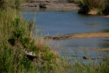 South africa, africa Cpe town, Krüger National Park, wilslife, animals. photosafari 