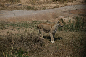 South africa, africa Cpe town, Krüger National Park, wilslife, animals. photosafari 