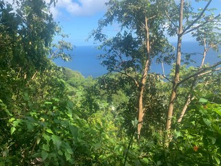 Obraz premium Océan Forêt tropicale