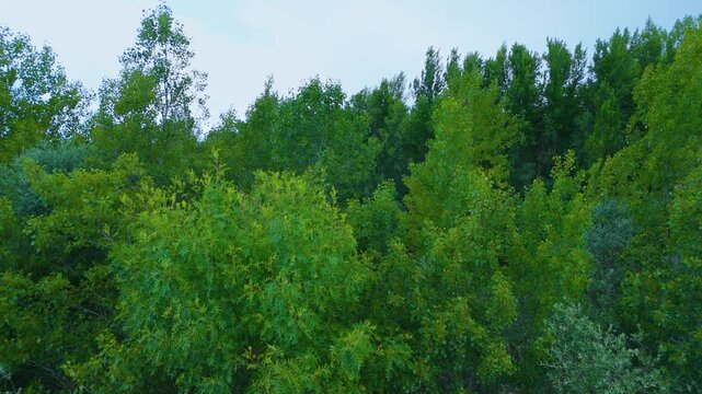 Spring landscape of the riverside forest on the Esla River. Aerial view from a drone in the village of Bret&oacute;. Province of Zamora. Castile and Leon. Spain. Europe