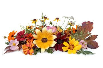 Obraz premium Flower sunflower plant petal.