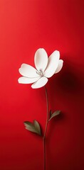 White flower on vibrant red background showcasing minimalist beauty and bold contrast in photography art.