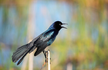 Boat-tailed Grackle in a Florida Marsh