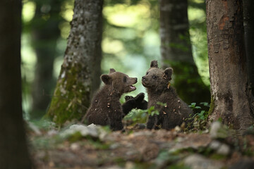 Cute Bear Cubs Sitting and Playing Together in Forest