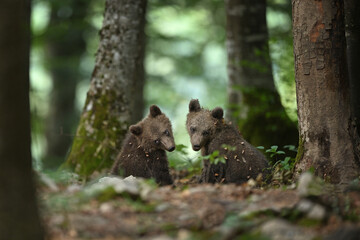 Cute Bear Cubs Playing in Forest © PetrDolejsek