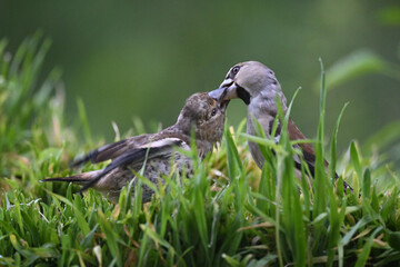 Hawfinch Feeding Its Young in Grass