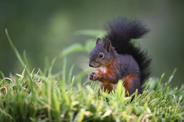 Black and Red Squirrel Eating on Grass in Forest