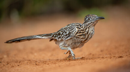 Greater Roadrunner in Texas