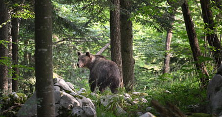 Brown Bear Walking Through Forest with Limestone Rocks on Horizon