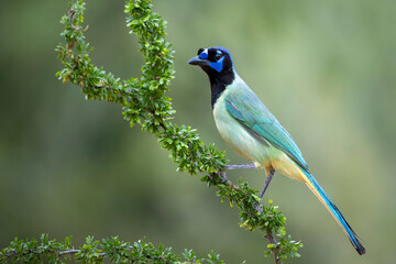 Green Jay perched on branch in Texas reserve