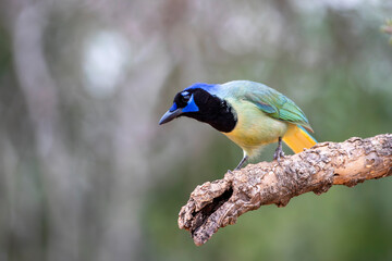 Green Jay perched on branch in Texas reserve