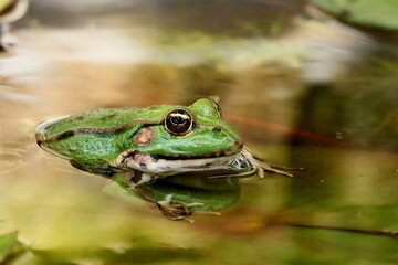 Grenouille verte