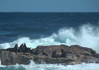 South africa, africa Cpe town, Krüger National Park, wilslife, animals. photosafari 