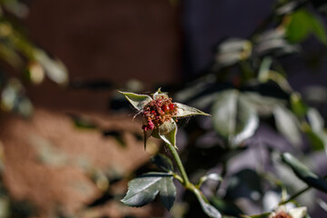 The rose has faded in the garden