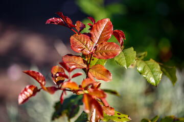 The rose has faded in the garden