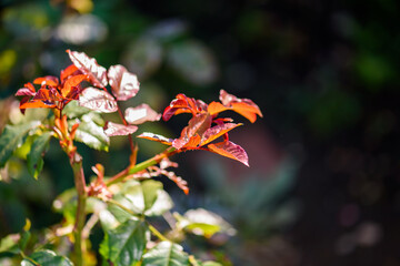 The rose has faded in the garden